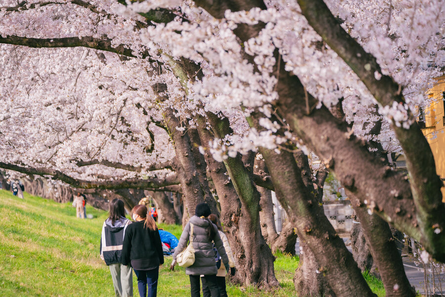 たまちっぷす | 私のお気に入り 多摩地域の絶景【花見編】
