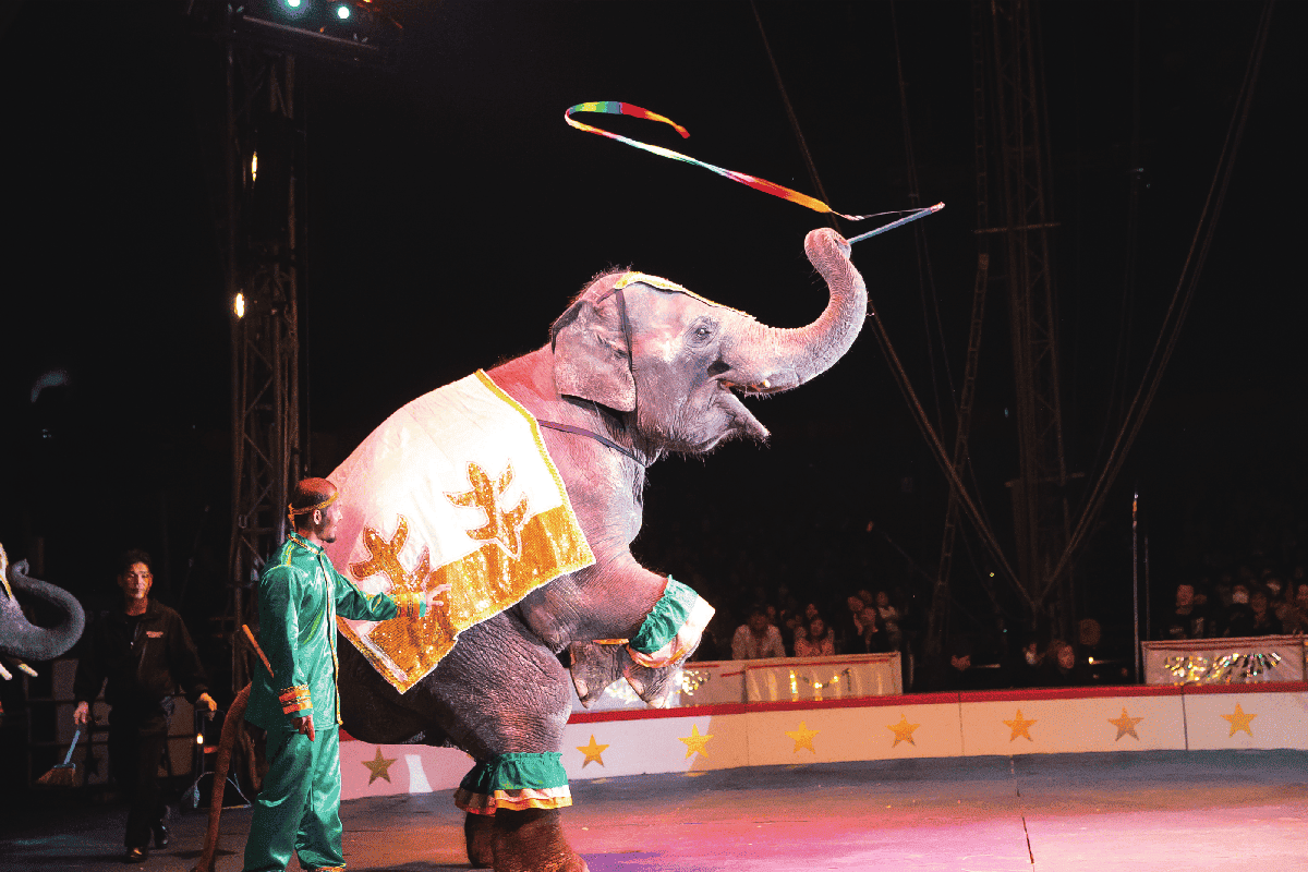 tama-circus-4.png