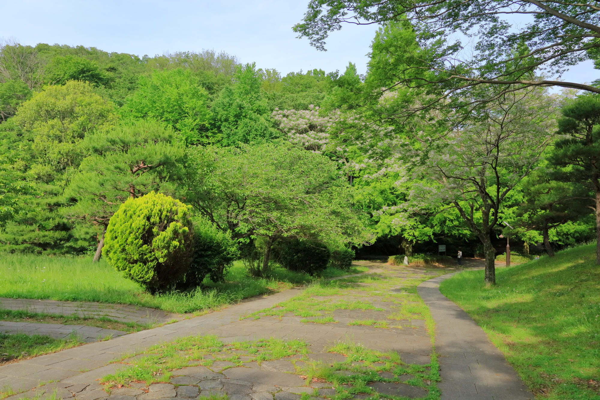 tama-nushisagashi-7.jpg